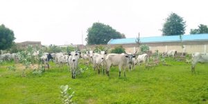 Cows recovered from the bandits in Katsina