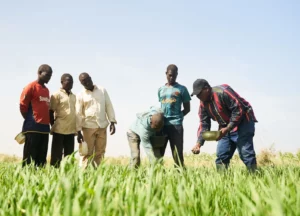 A wheat farm in Nigeria