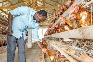 Dr Kpaka at one of the local poultry farms