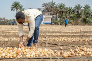Dr Kpaka harvesting local onions