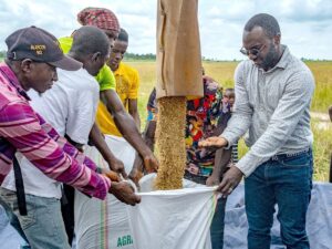 Dr Kpaka harvesting local rice