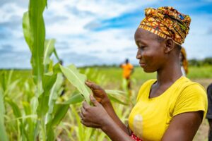 Farmers on a local maize farm