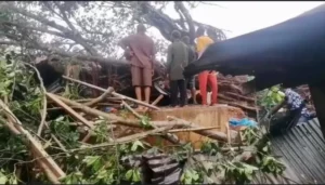 One of the trees fell into the popular Jattu Market, located in Etsako West local government area of Edo State.