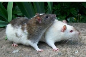 Rats