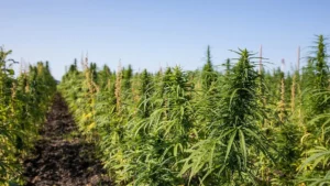 Hemp farm.fb.org photo.jpg