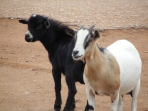 Local goats in Nigeria.jpg