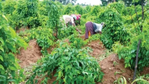 Yam farmers inasarawa State, Nigeria. For the country to feed itself, it must intensify more efforts in farming.jpg