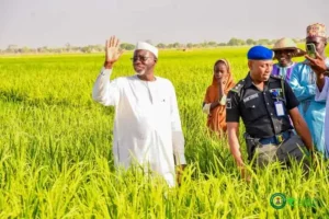 Governor Namadi on a visit to a rice farm.jpg