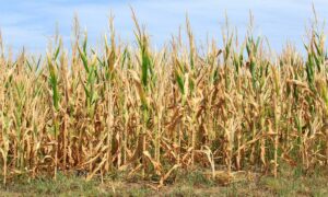Corn plants affected by draught.jpg