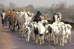 Fulani herders.jpg