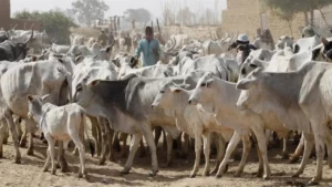 Fulani herders.jpg