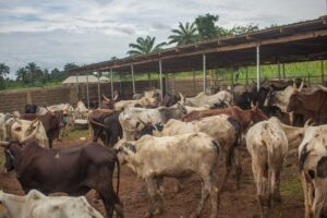 Livestock in Nigeria.jpg