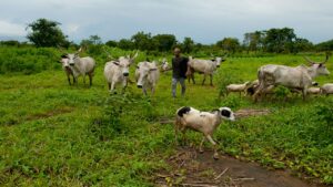Open grazing of cattle in Nigeria.jpg