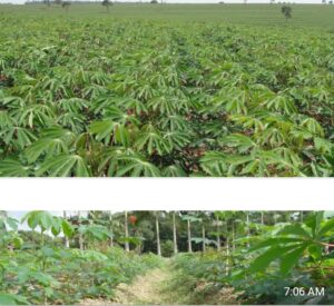 Agbeyewa Farms