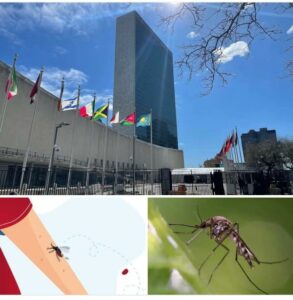 United Nations, Mosquito and a victom of its bite.jpg