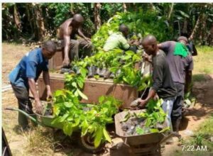 Farmers with their improved seedlings