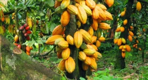 A cocoa plantation2