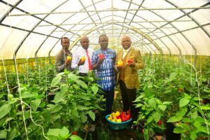 Bell pepper cultivation at FUTA