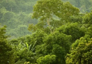 Tropical rain forest in Nigeria