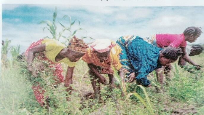 Local farmers at work