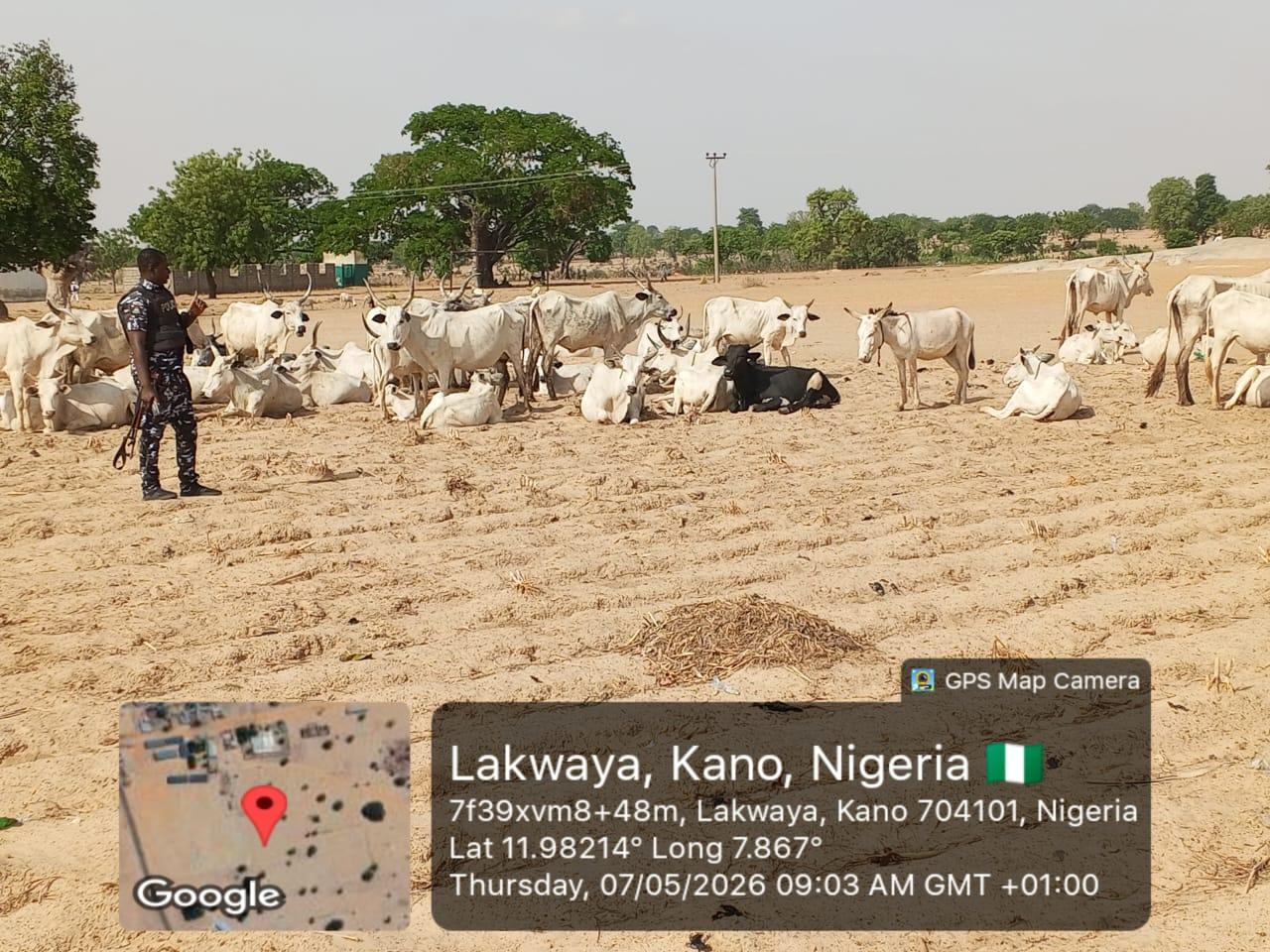 The cows